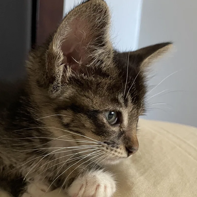 Kevin thumbnail 3