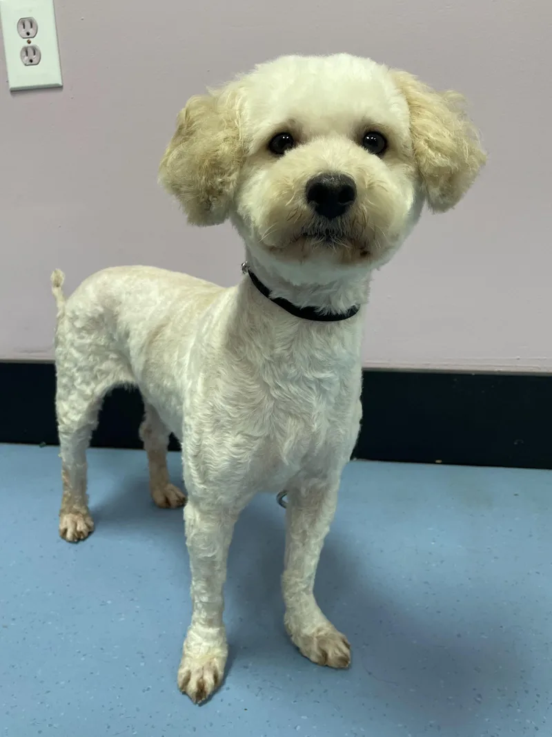 A young small-sized female Apricot / Beige Miniature Poodle dog named Petuinia for adoption in Catlettsburg, KY