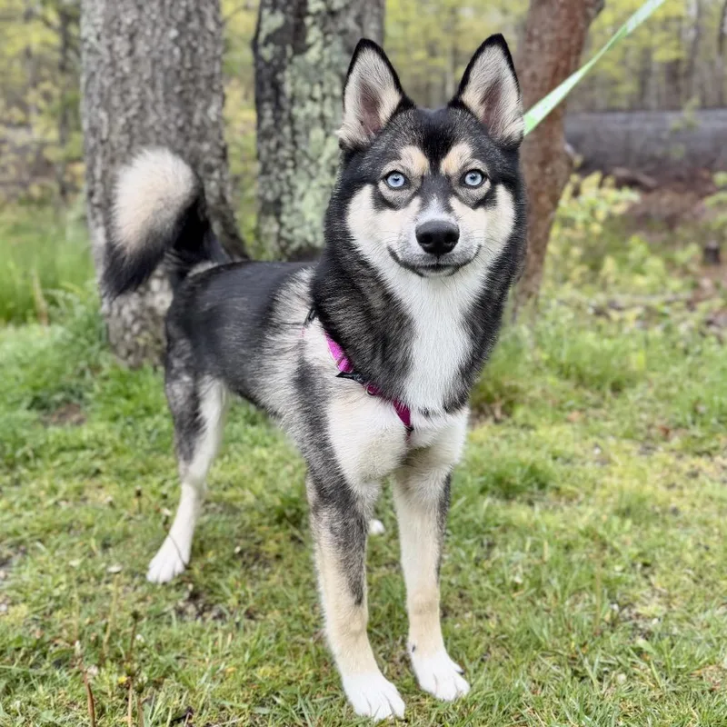 A young medium-sized male Black Husky dog named Dexter for adoption in East Hampton, NY