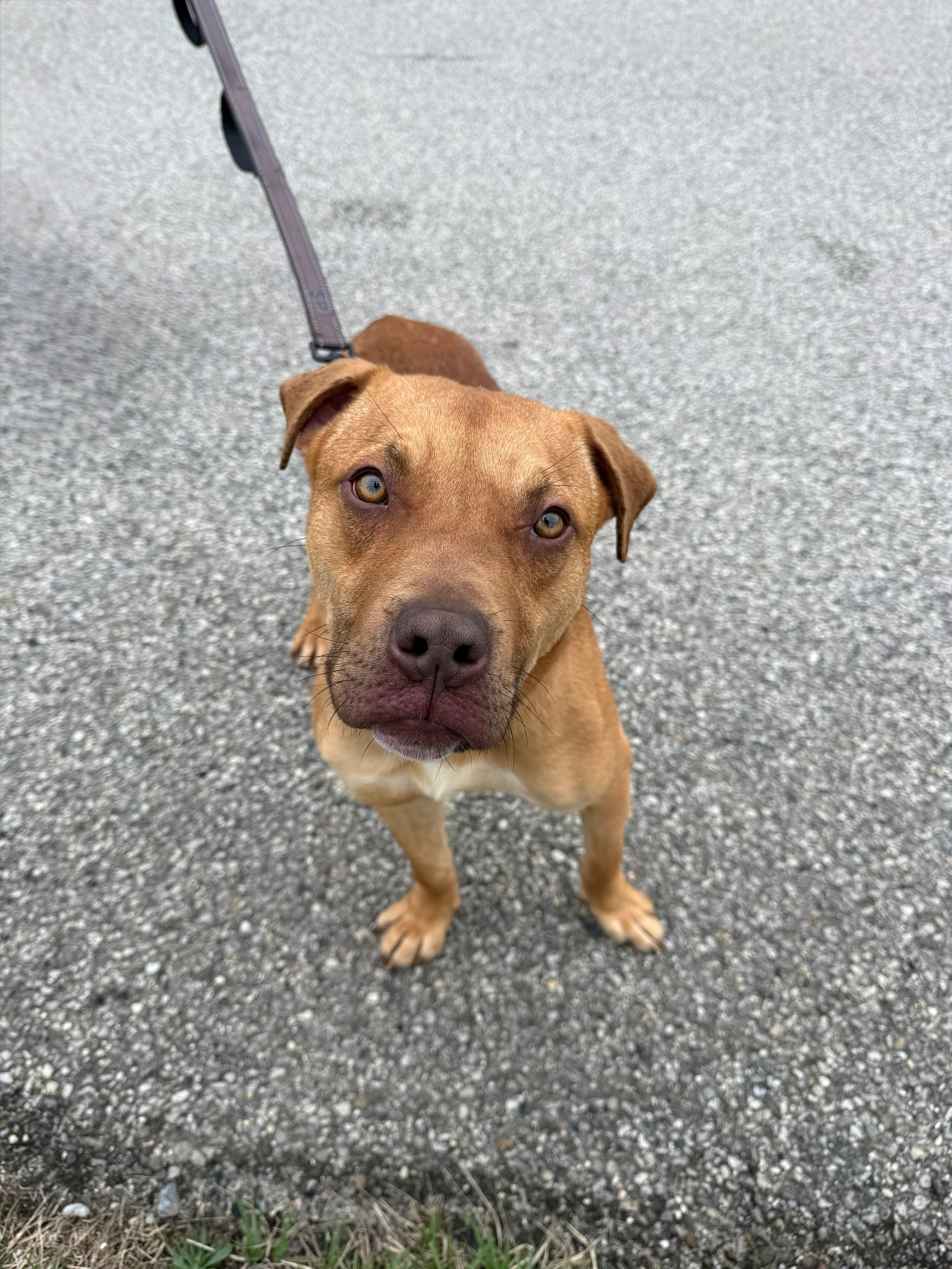 A young medium-sized male Red / Chestnut / Orange Pit Bull Terrier dog named Austin for adoption in East Northport, NY