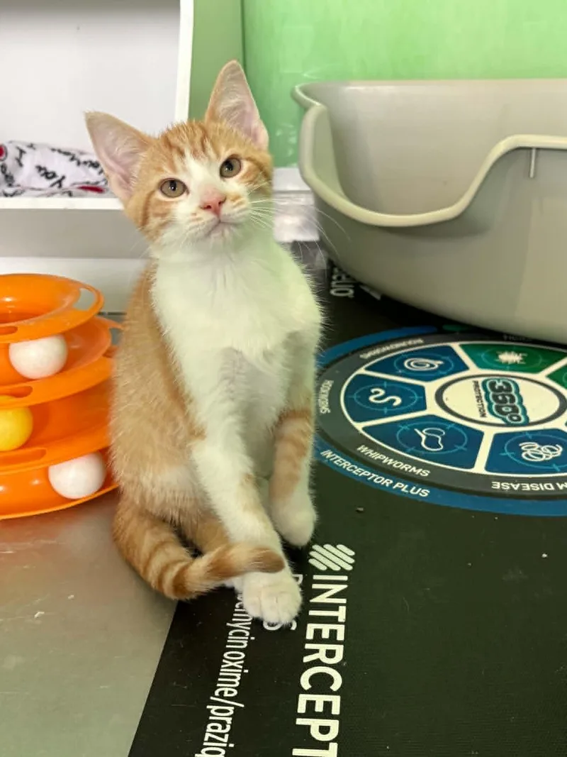 A young medium-sized male Orange & White American Shorthair cat named Chameleon for adoption in Barboursville, WV