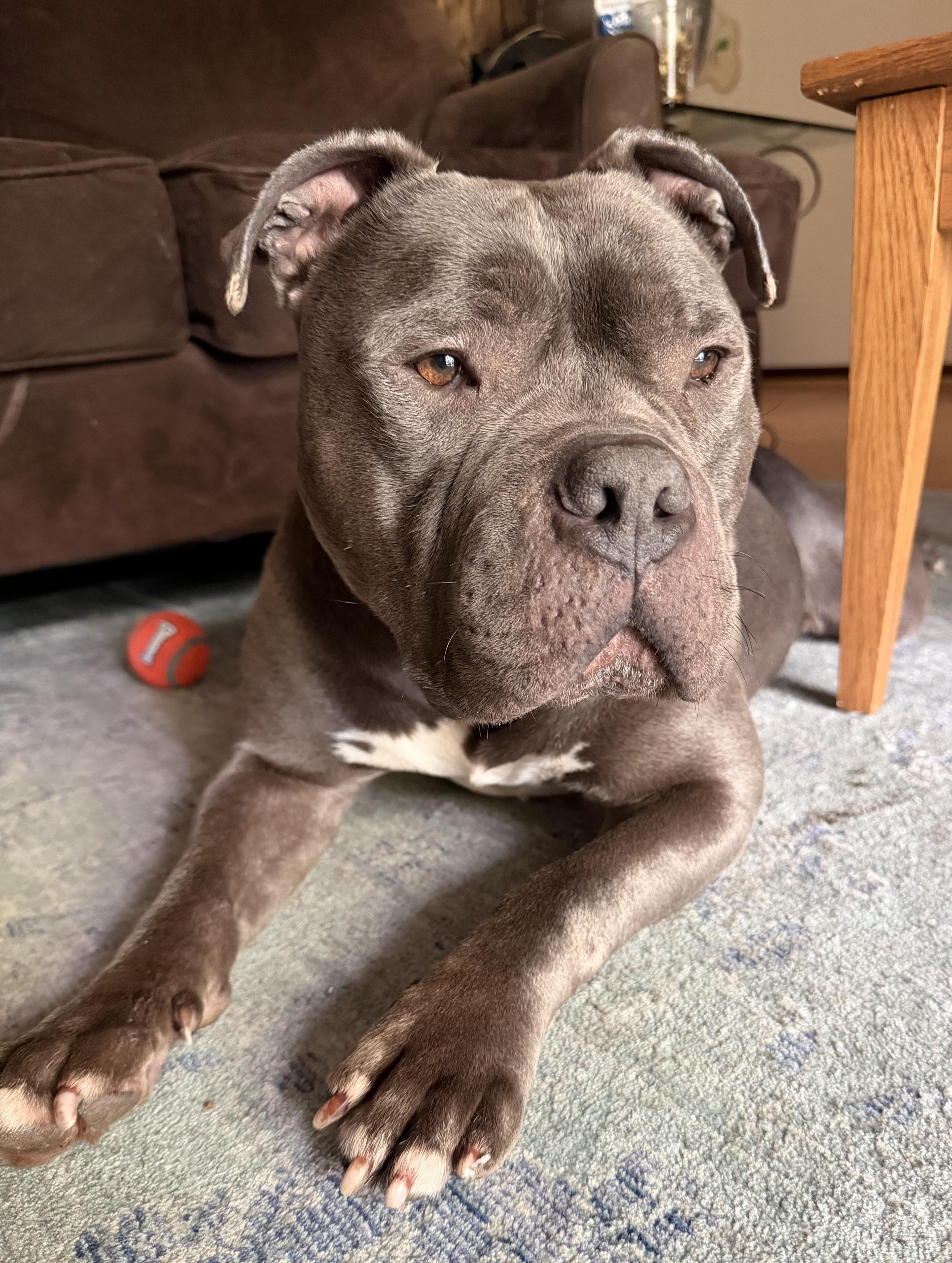 An adult large-sized male Pit Bull Terrier dog named Bulldozer for adoption in Palatine, IL