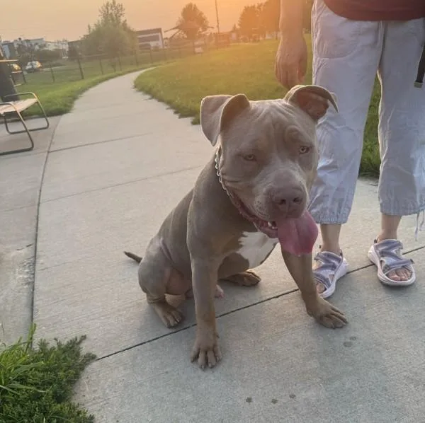 A young large-sized male Cane Corso dog named Ben for adoption in Des Moines, IA