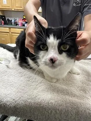 A senior large-sized female Domestic Short Hair cat named Bella for adoption in Sacramento, CA