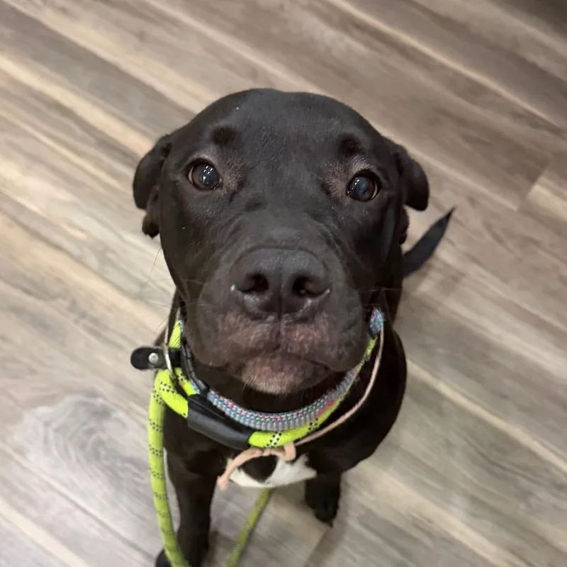 A young medium-sized female Black Labrador Retriever dog named Ophelia for adoption in Muncie, IN