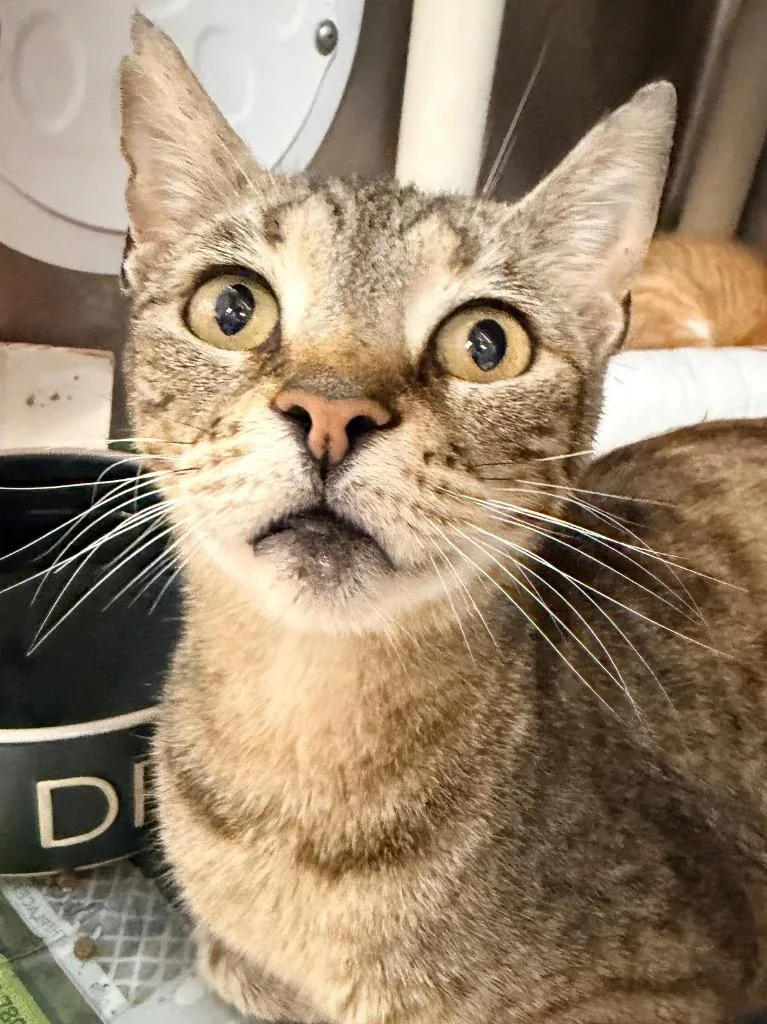 A senior medium-sized female Domestic Short Hair cat named Eleven for adoption in Cincinnati, OH