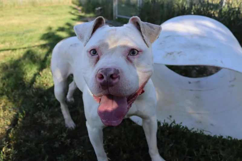 An adult large-sized female Pit Bull Terrier dog named Myrna for adoption in Austin, MN