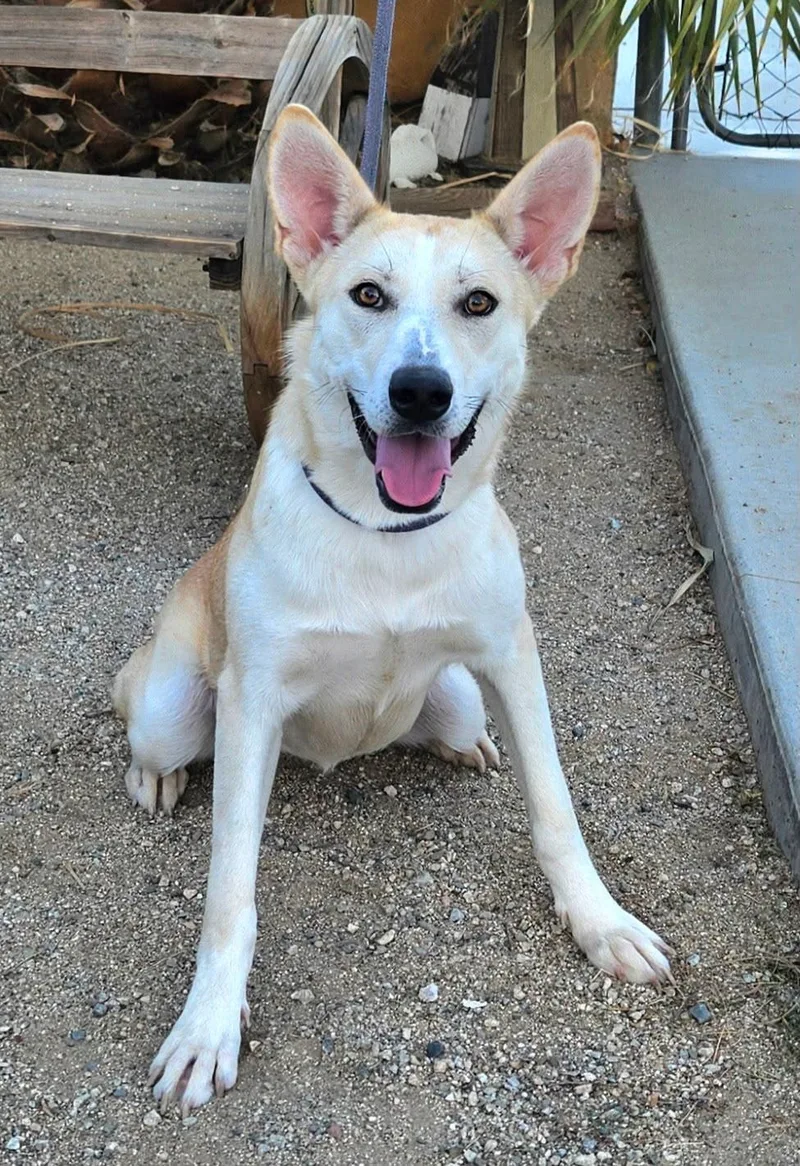 A young medium-sized female Shepherd dog named Ali for adoption in Inglewood, CA