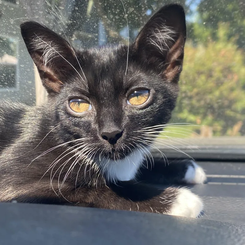 A baby medium-sized male Black & White / Tuxedo Tuxedo cat named Deuce for adoption in Sacramento, CA