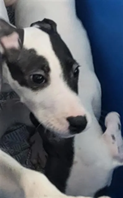 A baby large-sized female Mixed Breed dog named Rose for adoption in Dallas, TX