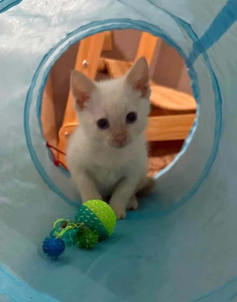 A baby medium-sized male White Domestic Short Hair cat named Dilly Dally for adoption in Sioux City, IA