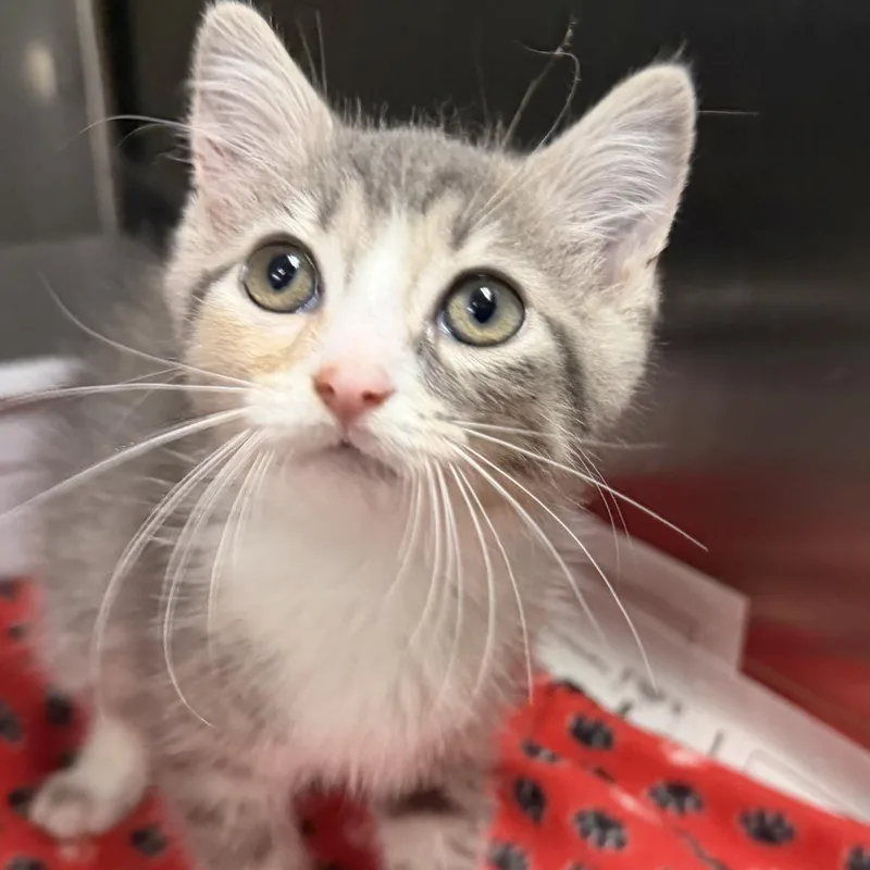 A baby small-sized female Domestic Short Hair cat named Bessie for adoption in Marion, VA