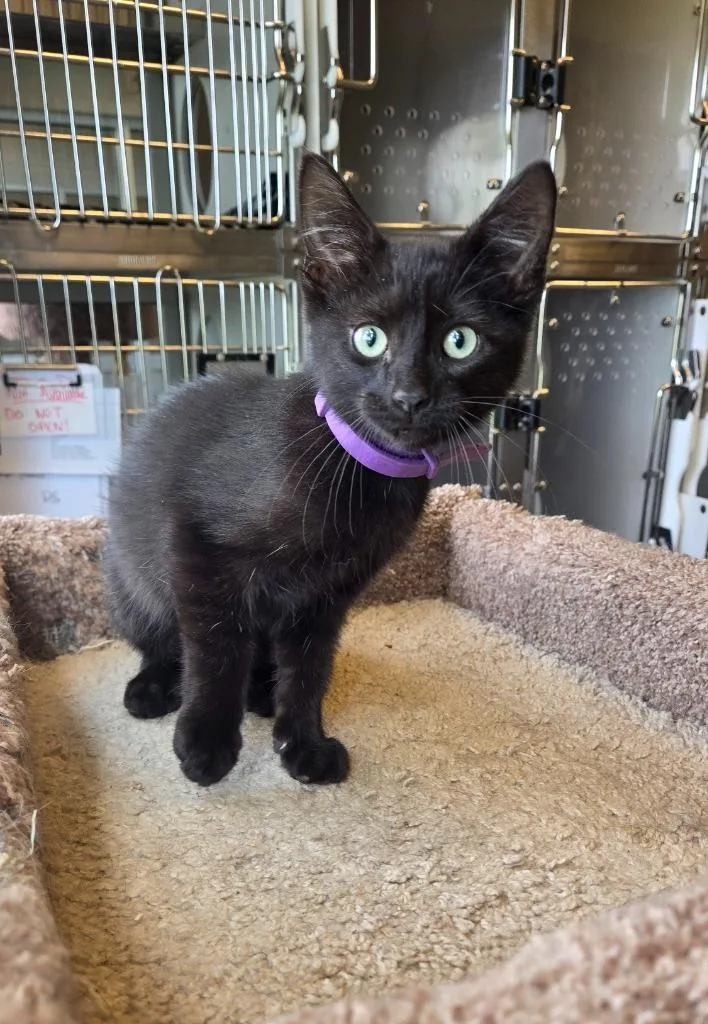 A baby small-sized male Domestic Short Hair cat named Specter for adoption in Sidney, OH