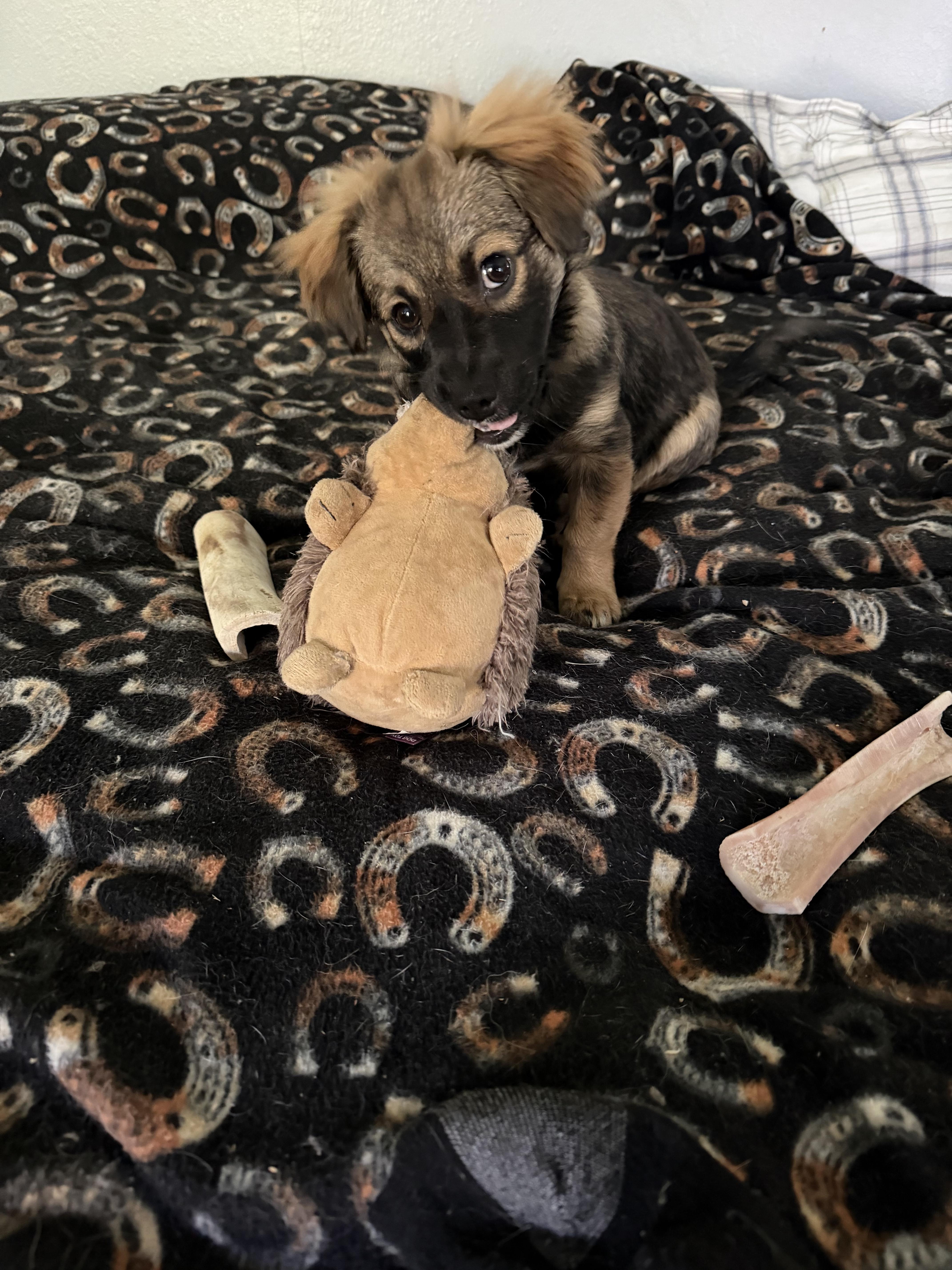 A baby small-sized male Chihuahua dog named Kodiak The Handsome for adoption in woodland, CA