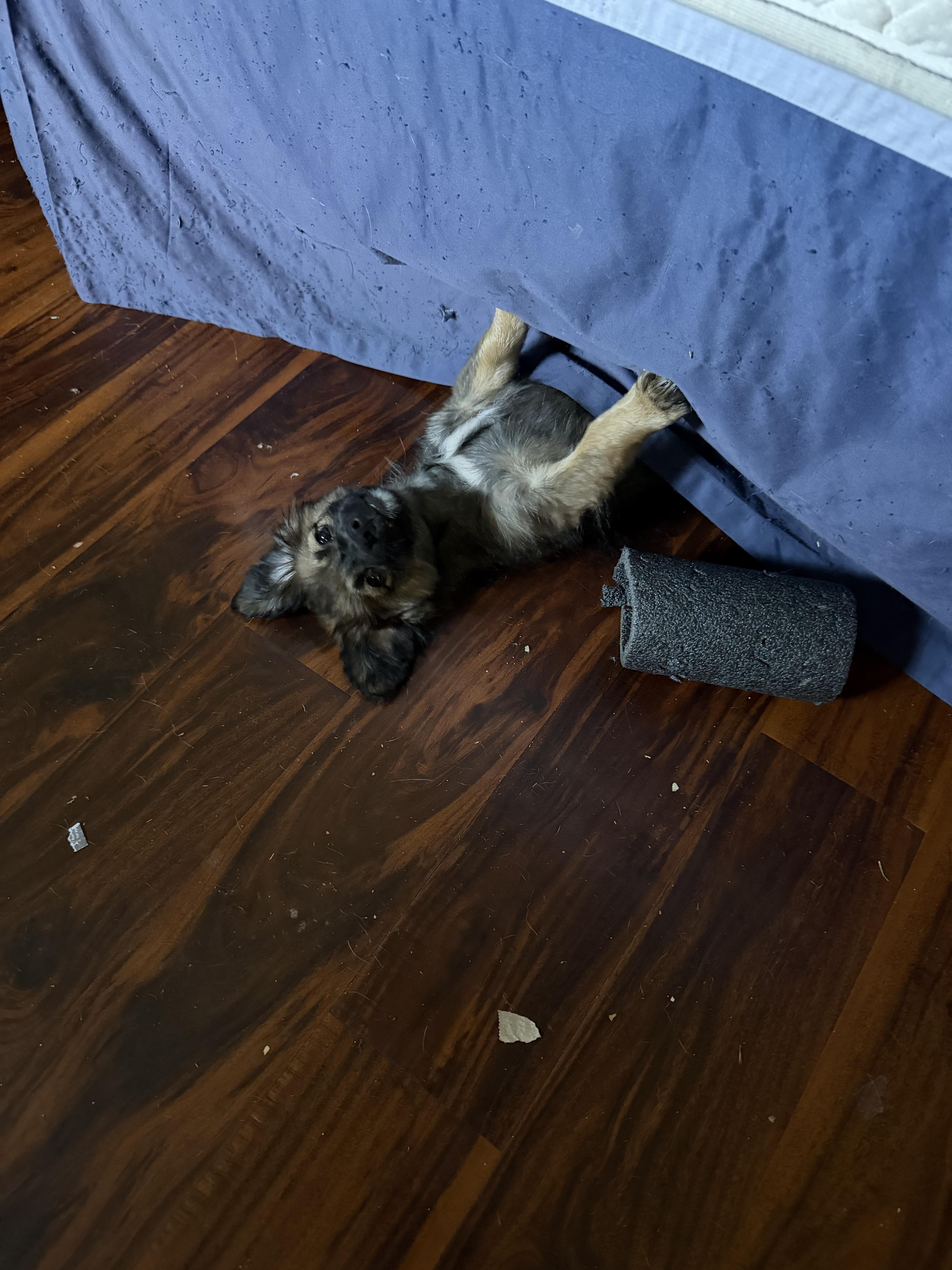 Kodiak The Handsome thumbnail 4