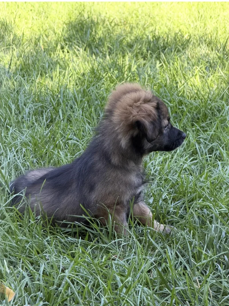 Kodiak The Handsome thumbnail 6