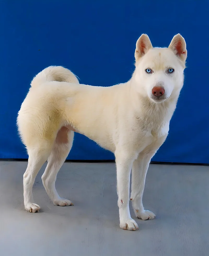 A young medium-sized female Siberian Husky dog named Moro for adoption in Pasadena, CA