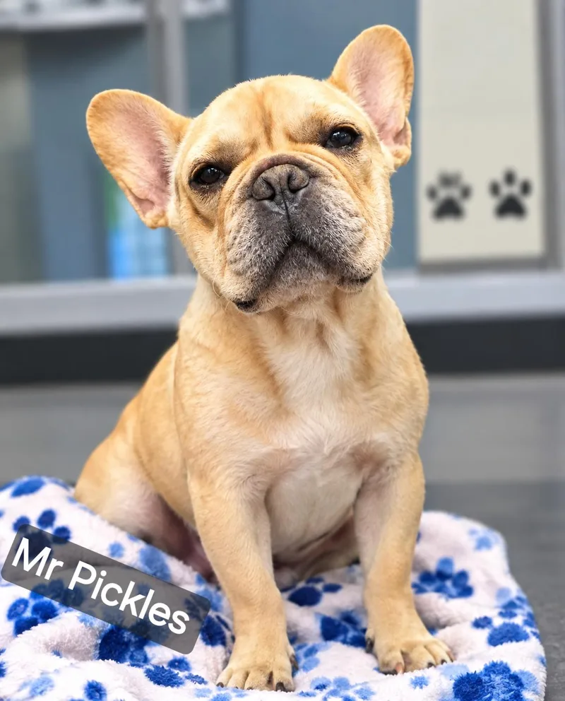 A young medium-sized male French Bulldog dog named Mr Pickles for adoption in Wheelersburg, OH
