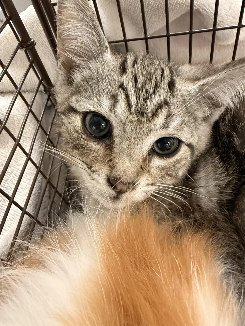 A baby small-sized male Domestic Short Hair cat named G.t. for adoption in Los Angeles, CA