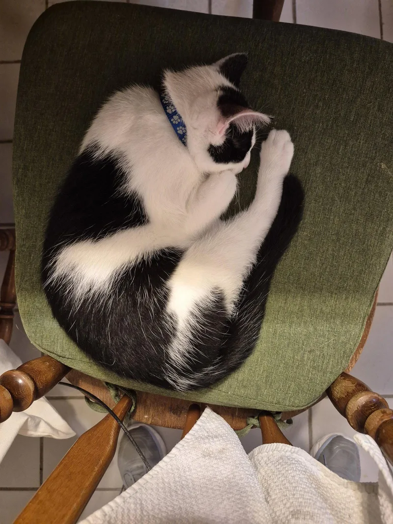 A young medium-sized male Black & White / Tuxedo Domestic Short Hair cat named Galloway for adoption in Ocean Pines, MD