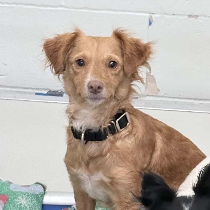 An adult small-sized female Yellow / Tan / Blond / Fawn Chihuahua dog named Granny Smith for adoption in Tacoma, WA