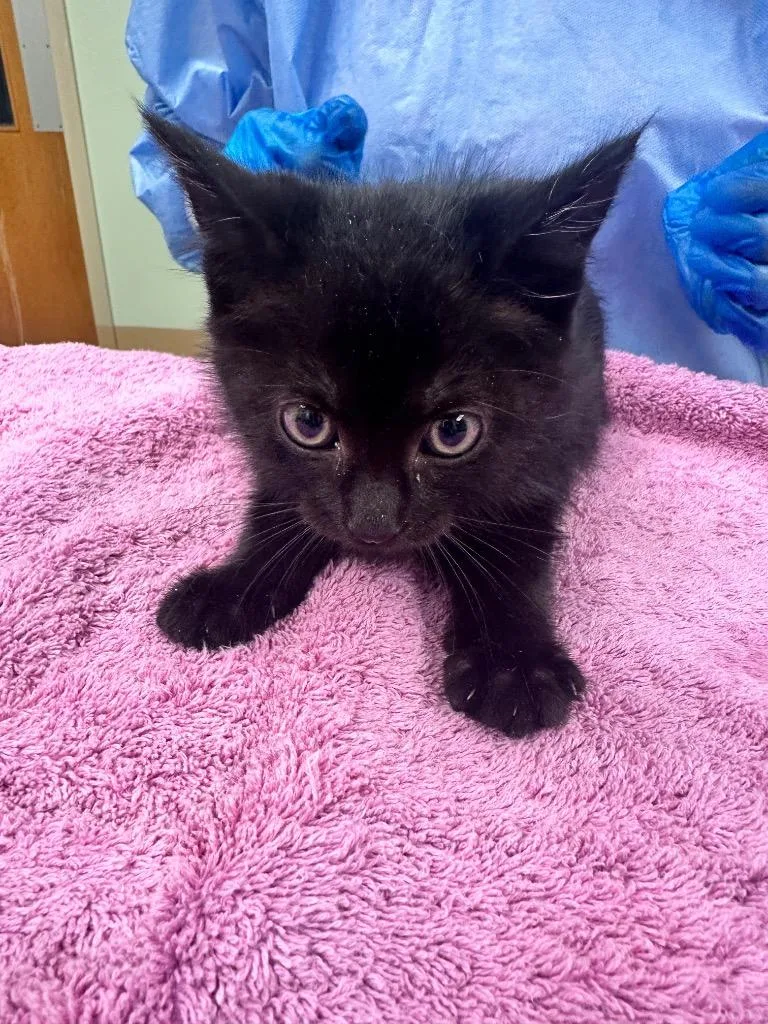 A baby large-sized male Domestic Short Hair cat named Demodog for adoption in Waverly, NY