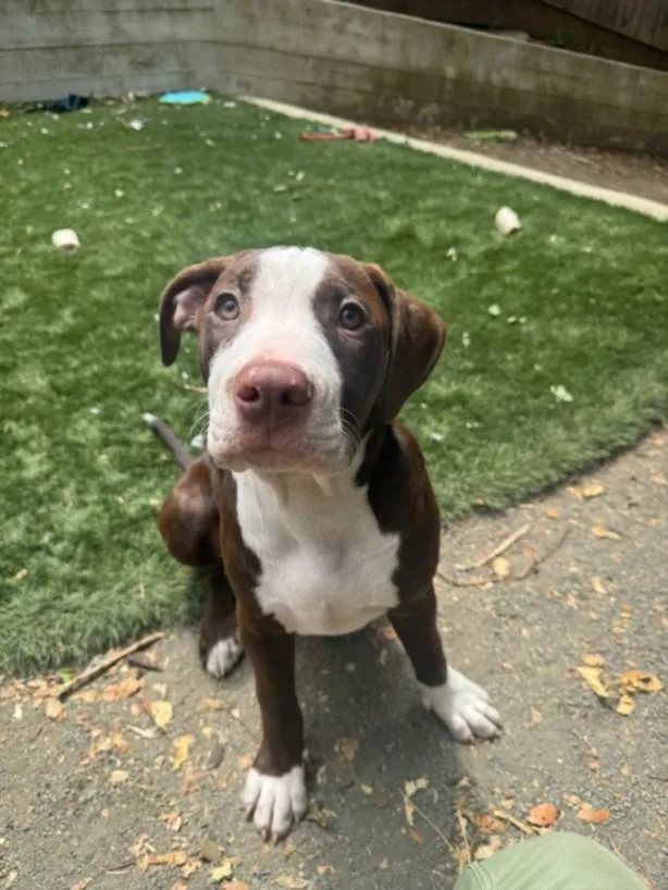A baby small-sized male Staffordshire Bull Terrier dog named Ira for adoption in Santa Cruz, CA