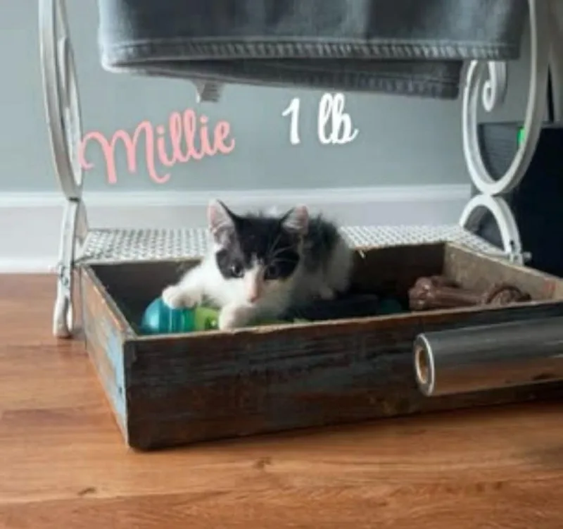 A baby small-sized male Domestic Short Hair cat named Milo for adoption in Darien, GA