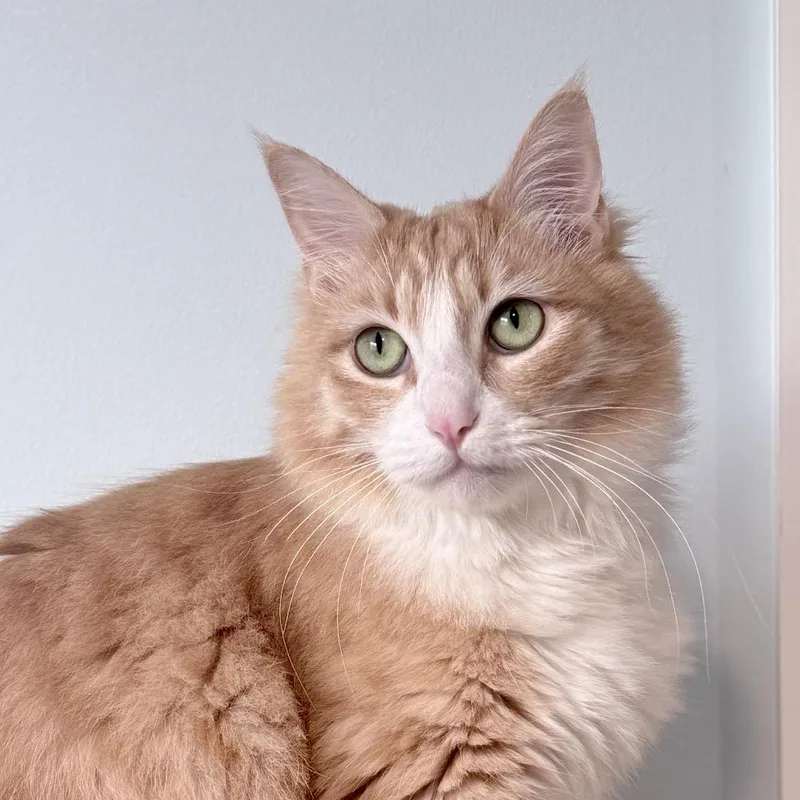 An adult medium-sized male Orange / Red Domestic Long Hair cat named Noble for adoption in Springfield, OR