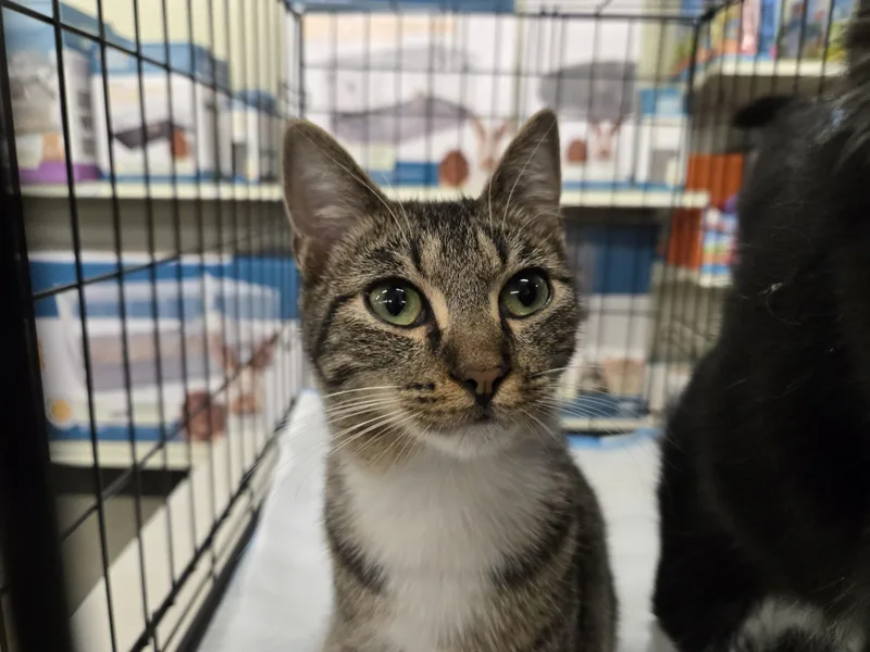 A young medium-sized male Tabby (Brown / Chocolate) Domestic Short Hair cat named Leif for adoption in Shreveport, LA