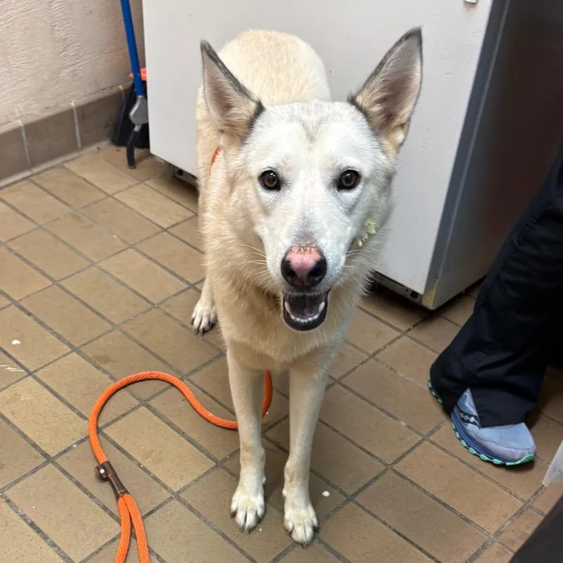 An adult medium-sized female White / Cream Shepherd dog named Ginny for adoption in Birmingham, AL