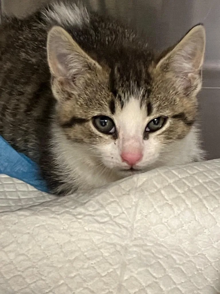 A baby medium-sized female Domestic Short Hair cat named Fluous for adoption in Christiansburg, VA