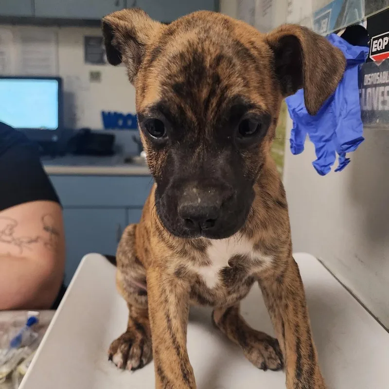 A baby small-sized female Brindle Mixed Breed dog named Stunning for adoption in Charleston, WV