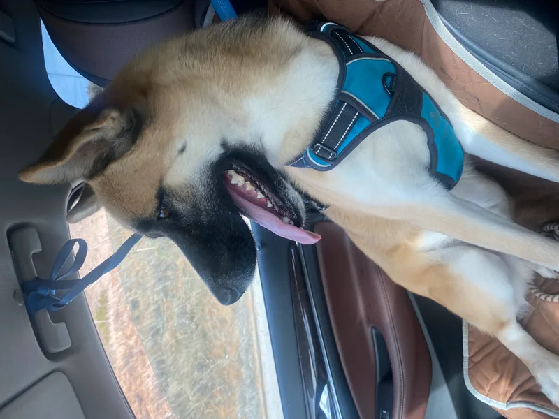 Awesome Pike Fun Fabulous thumbnail 2