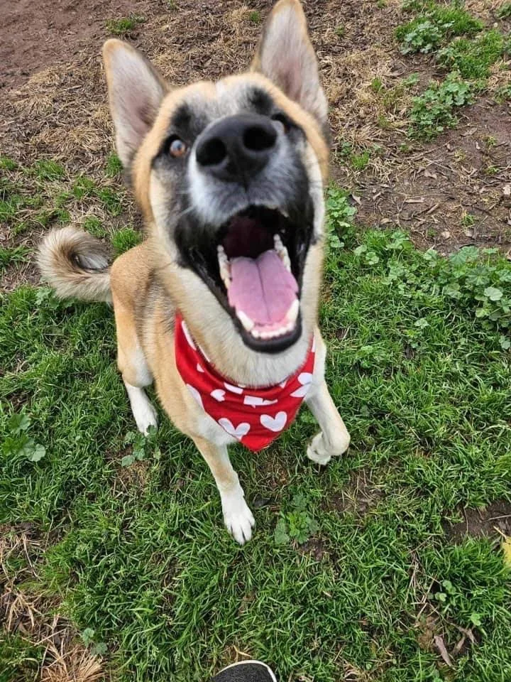 Awesome Pike Fun Fabulous thumbnail 6