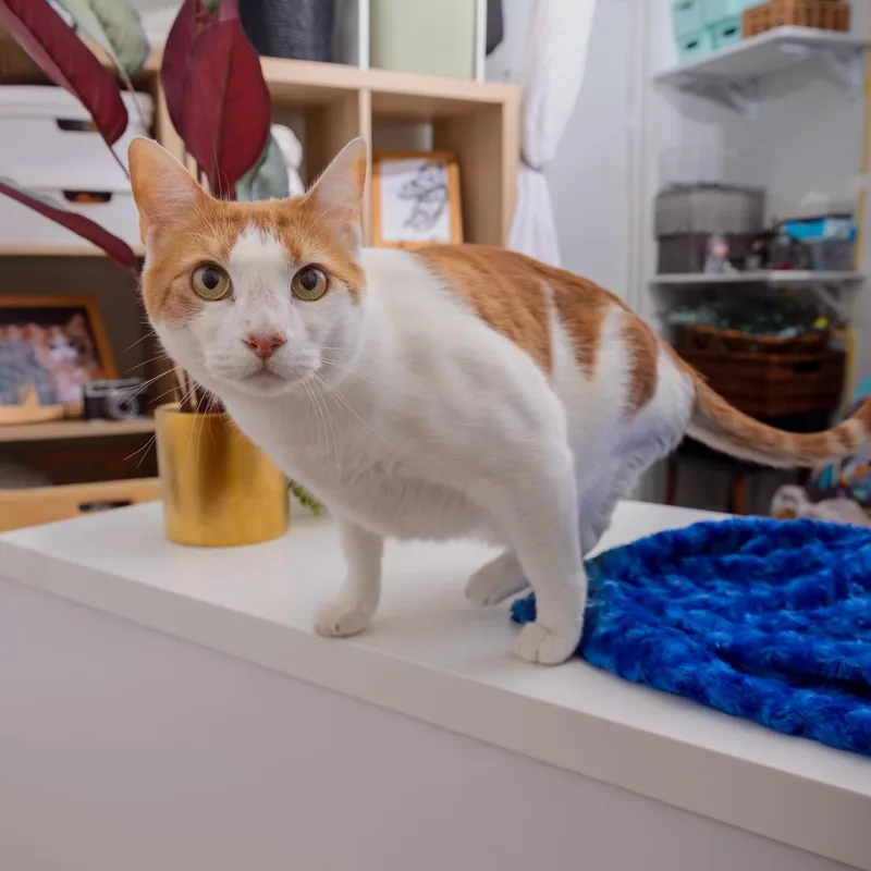An adult extra large-sized male Domestic Short Hair cat named Tiny for adoption in Los Angeles, CA
