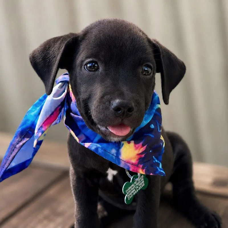 A baby small-sized male Black Labrador Retriever dog named NSync for adoption in Boerne, TX