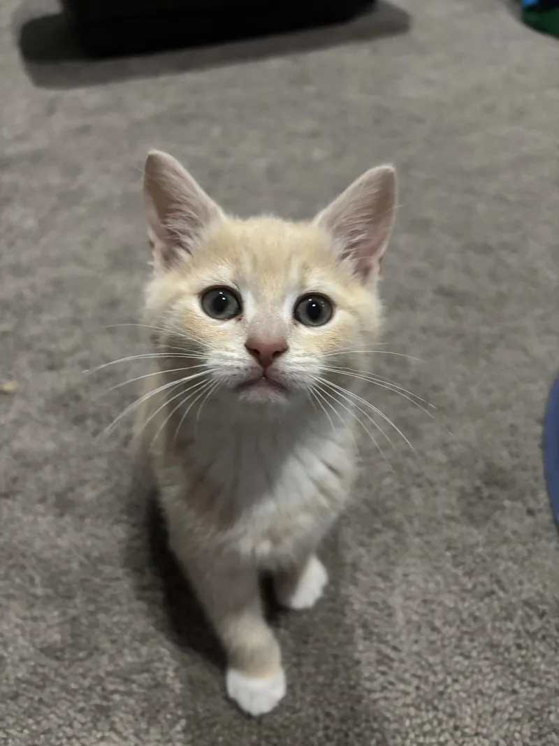 A baby medium-sized female Domestic Short Hair cat named Triscuit for adoption in Stewartsville, NJ