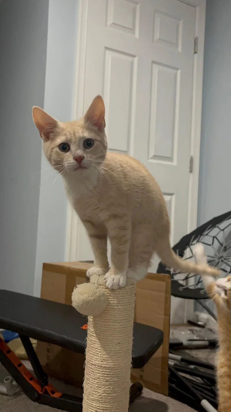 Triscuit thumbnail 2