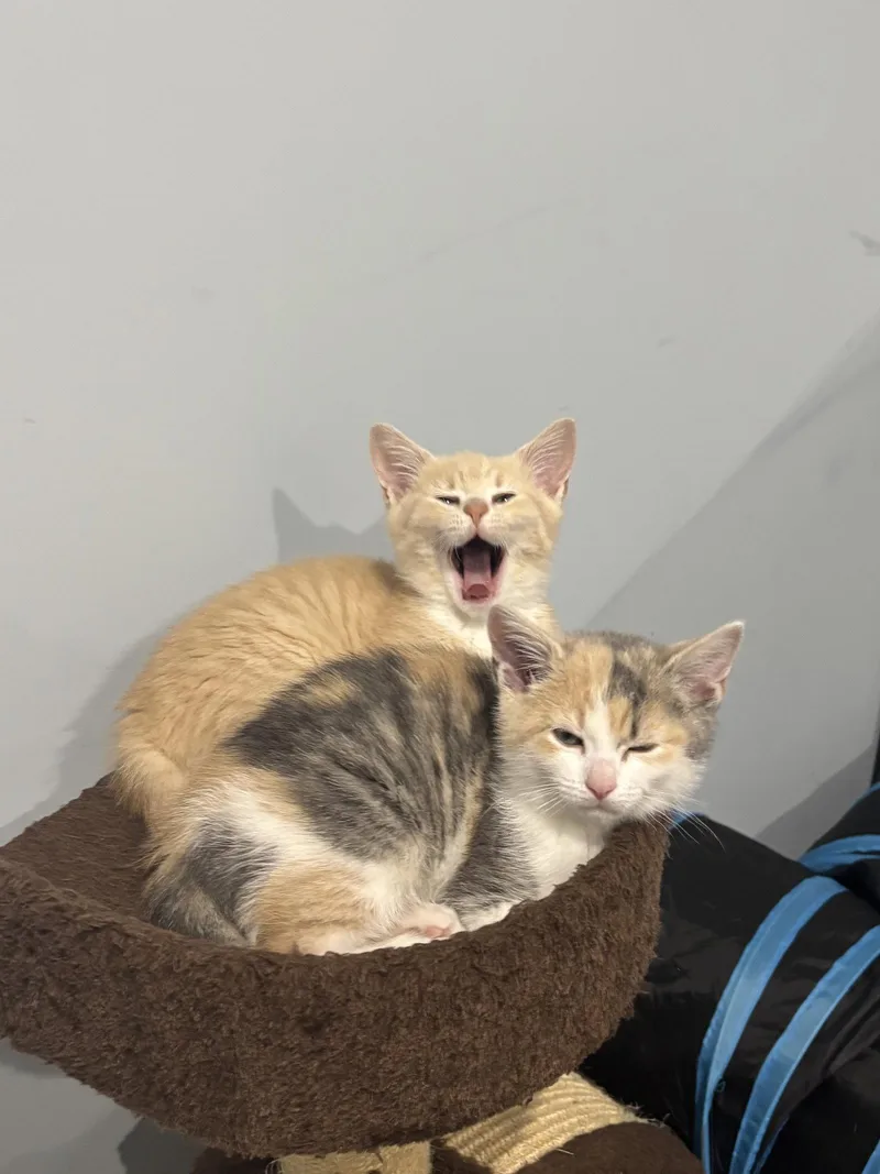 Triscuit thumbnail 3