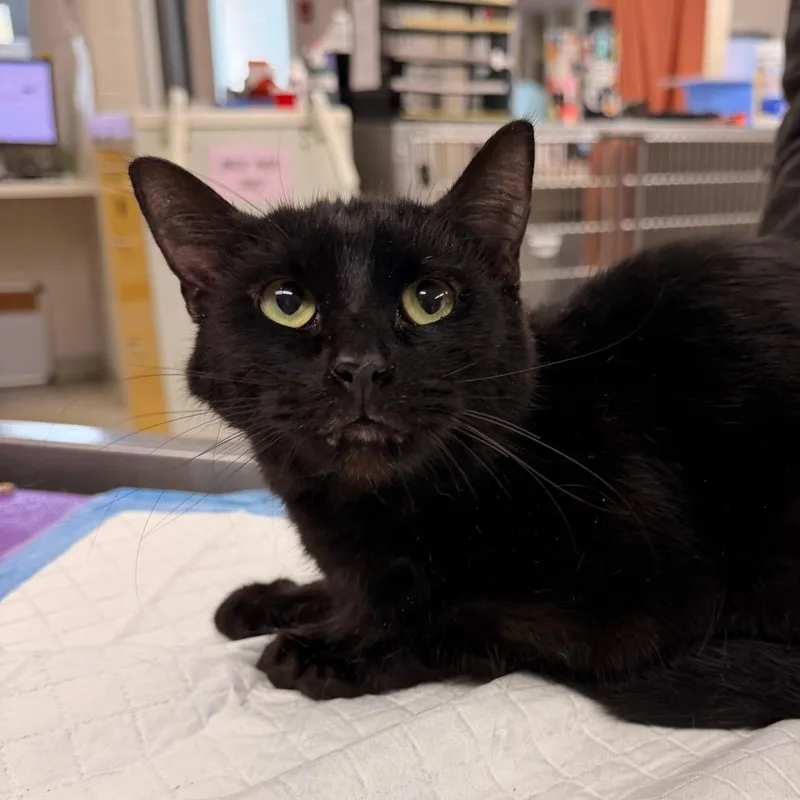 An adult medium-sized female Black Domestic Short Hair cat named Raisinette for adoption in Indianapolis, IN