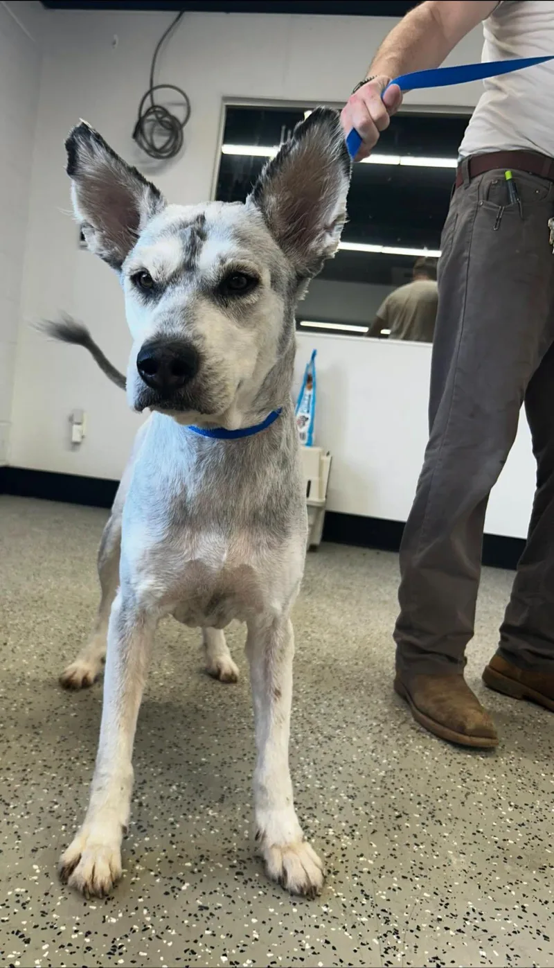 An adult large-sized male Standard Poodle dog named Chumbawamba for adoption in Blue Springs, MO
