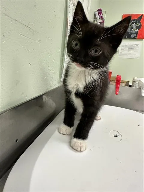 Dora