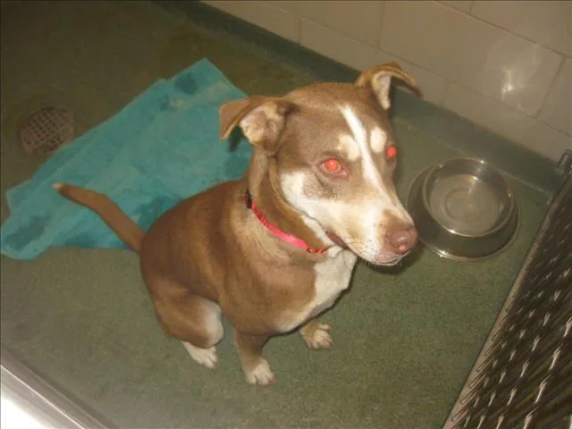An adult large-sized male Mixed Breed dog named Grizzly for adoption in Santa Fe, NM