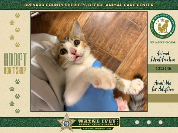 A baby small-sized female Domestic Short Hair cat named Stray for adoption in Melbourne, FL
