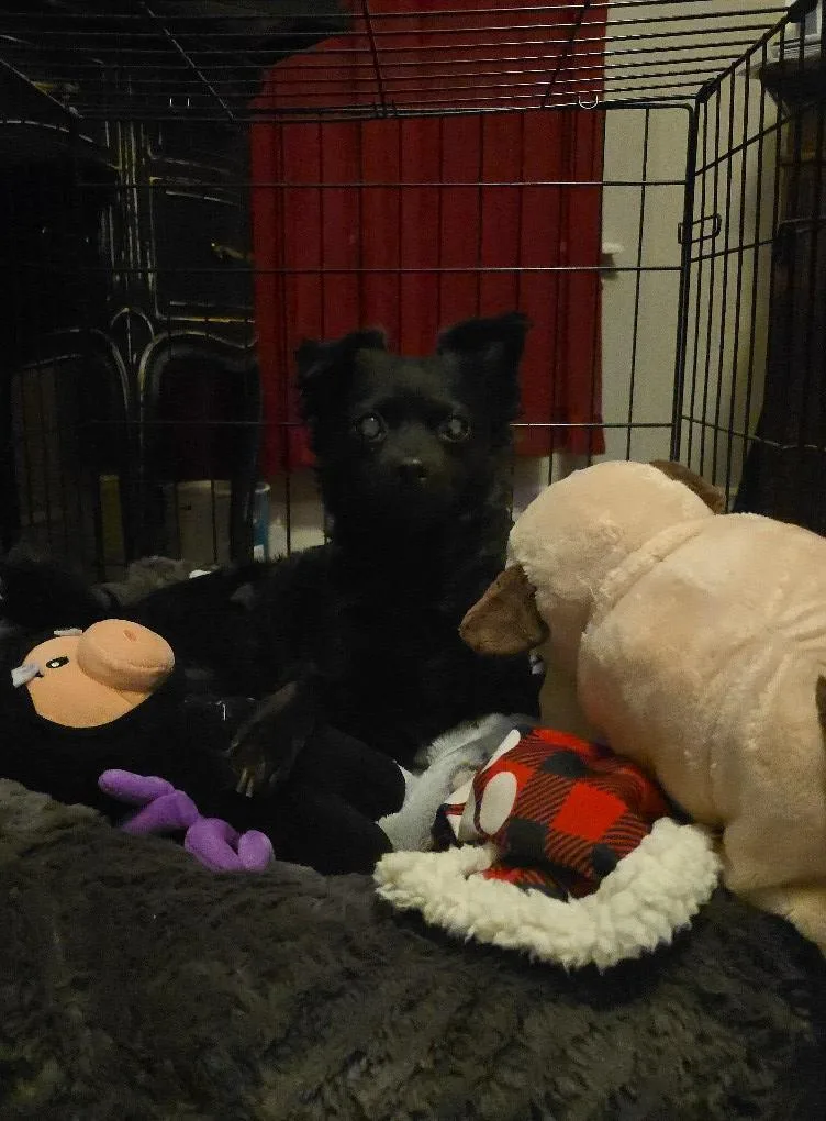 An adult small-sized female Papillon dog named Stormey for adoption in West Richland, WA