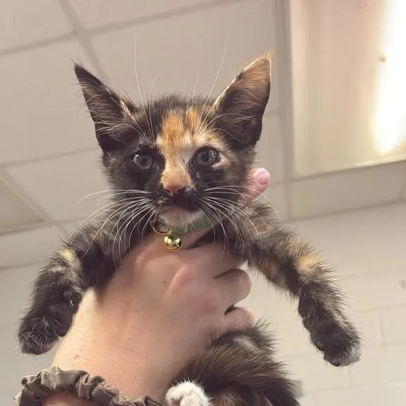 A baby small-sized female Calico Domestic Short Hair cat named Greenie Beanie Weenie for adoption in Gadsden, AL
