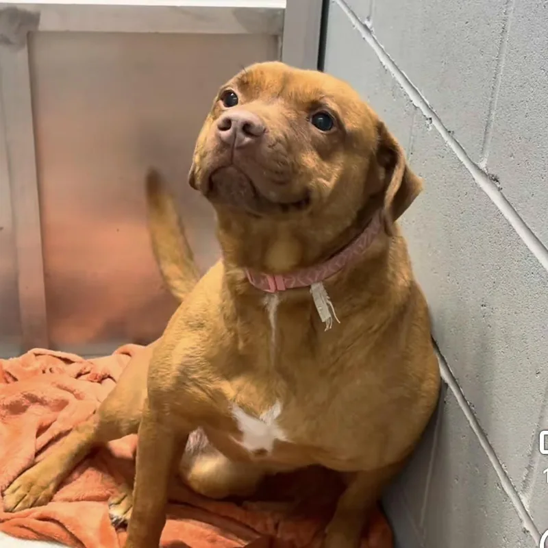 An adult medium-sized female Mixed Breed dog named Star for adoption in Columbia, SC