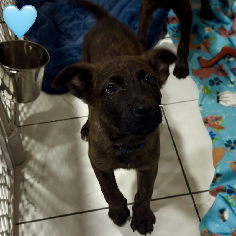 A baby medium-sized male German Shepherd Dog dog named Niko for adoption in Ray, MI