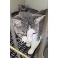 A young medium-sized female Gray / Blue / Silver Domestic Short Hair cat named Celia for adoption in Kingman, KS